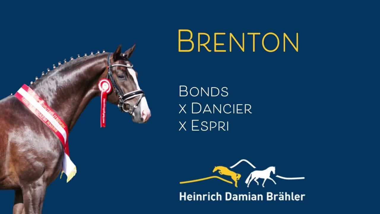 Stationshengst Brenton (Bonds x Dancier x Espri)