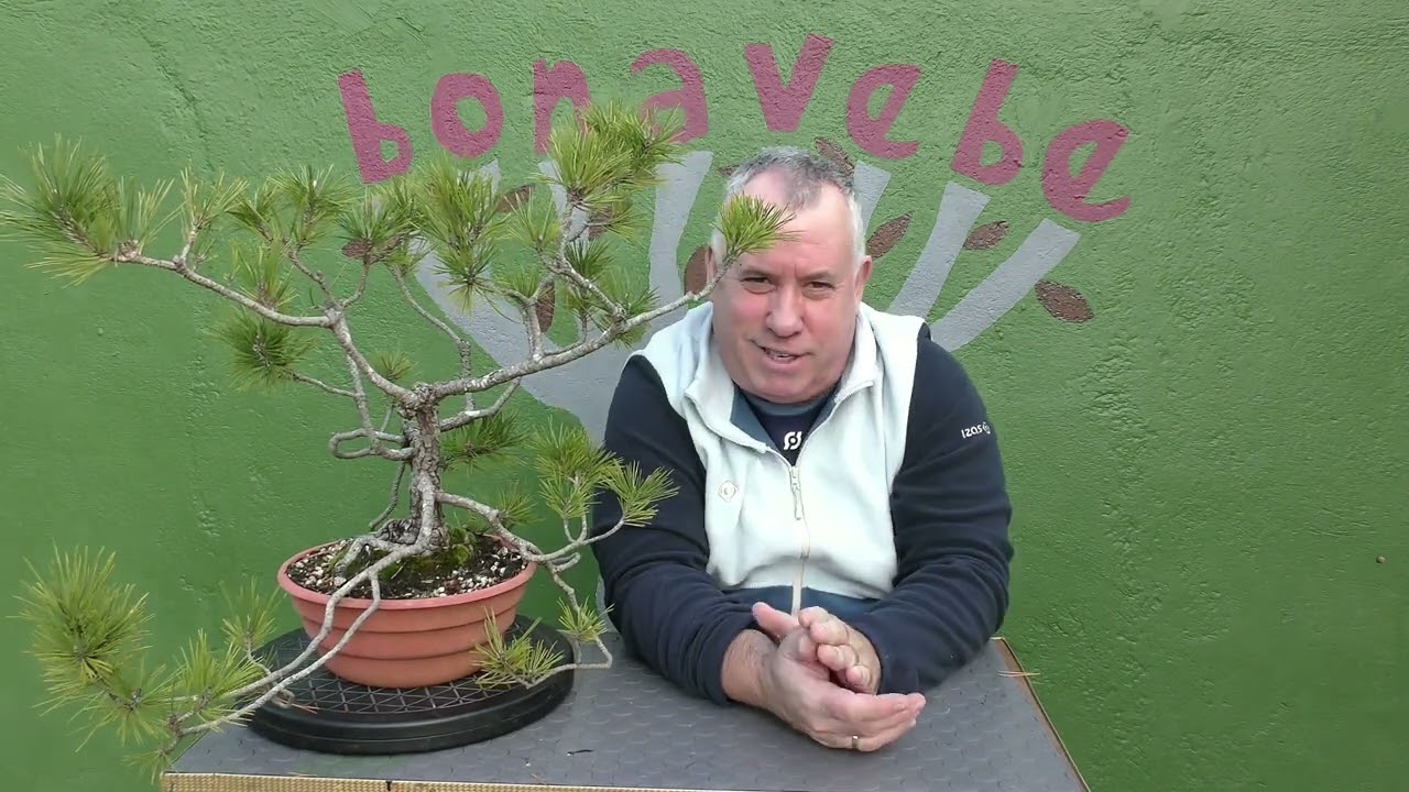 Cuando trasplantar un bonsai de pino.@BonavebedesdeVigoGalicia.