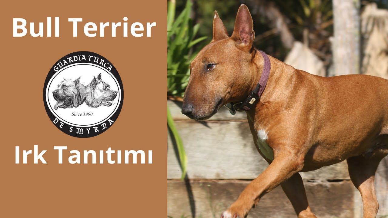 Bull Terrier - Köpek Irkı Tanıtımı