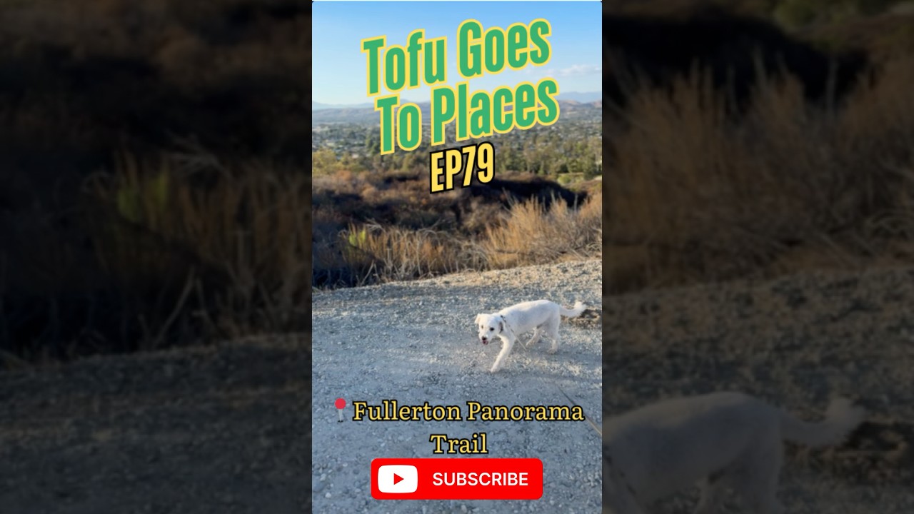 Tofu Found This Hidden OC Hill Trail!🐶🌄 Dog Paradise 