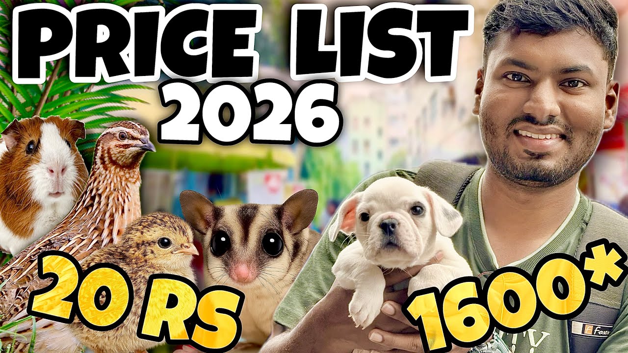 DOG, CAT, RAT 🐕🐈🐭PETS MARKET FULL VIDEO | PRICE ₹