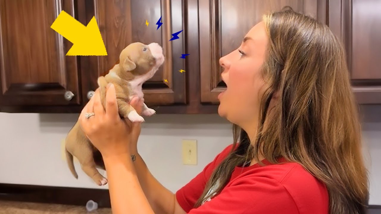 When PUPPIES Start Talking Back To Their Owner 😲😂 Funny Dog and Human Videos