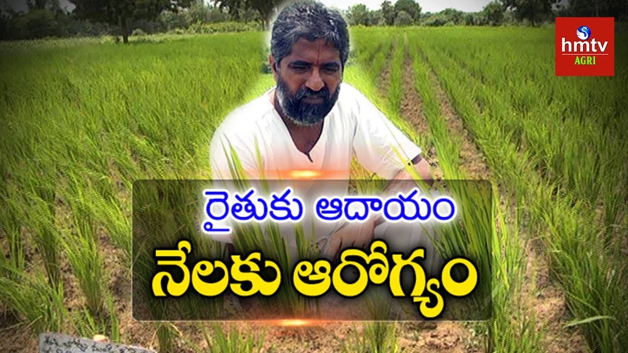 ఆరుతడి విధానంలో వరి పండిస్తున్న విజయ్‌రామ్‌ | Inter Cropping In Paddy | Natural Farming | hmtv Agri