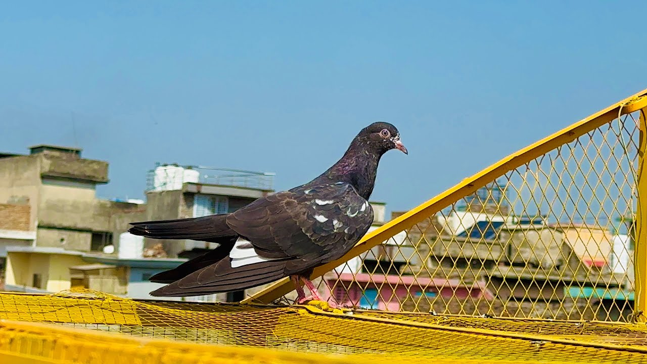 Kala bacha rat reh k wapis agya sth aik pakr bhi Lia 😱 | Dar pigeons club | 