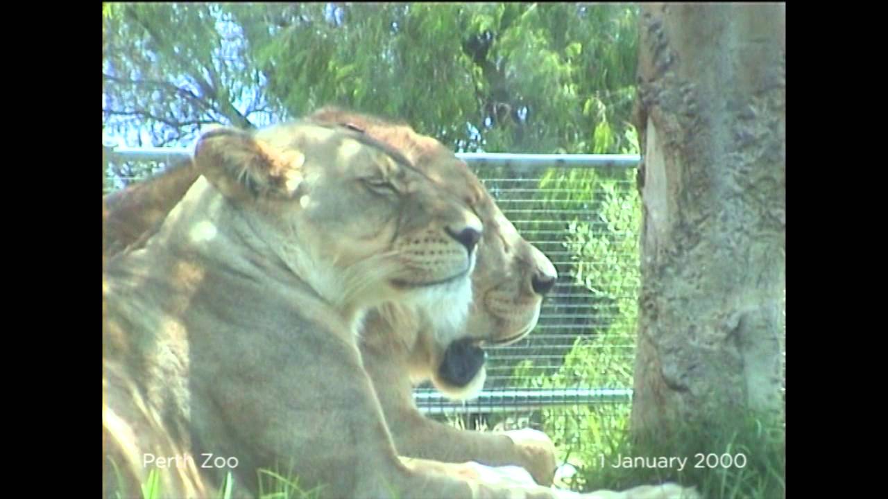 01 - Perth Zoo (2000)