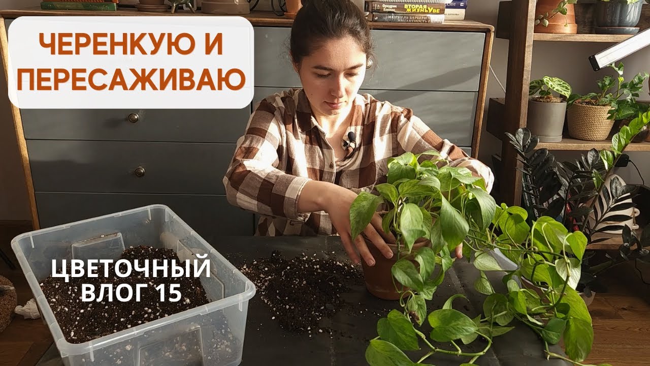 Черенкование  ОГРОМНОГО ЭПИПРЕМНУМА / Цветочная рутина: ПОЛИВ и пересадка