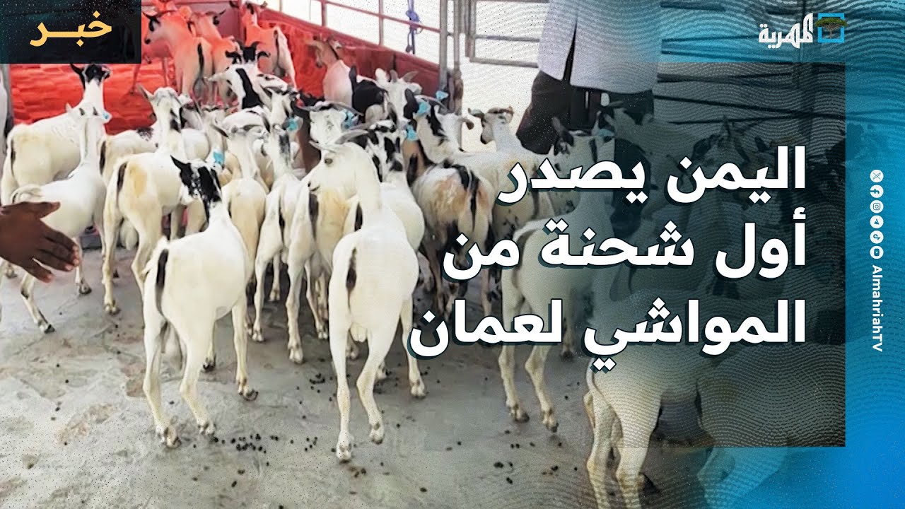 اليمن يصدر أول شحنة من المواشي إلى سلطنة عمان عبر منفذ شحن بالمهرة