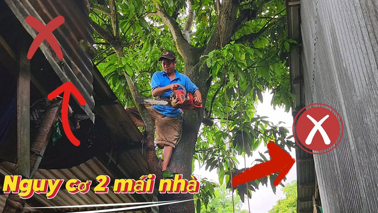 Cưa cây Xoài lão nghiêng gần nhà gần dây điện /Sawing an old Mango tree leaning near the house |T764