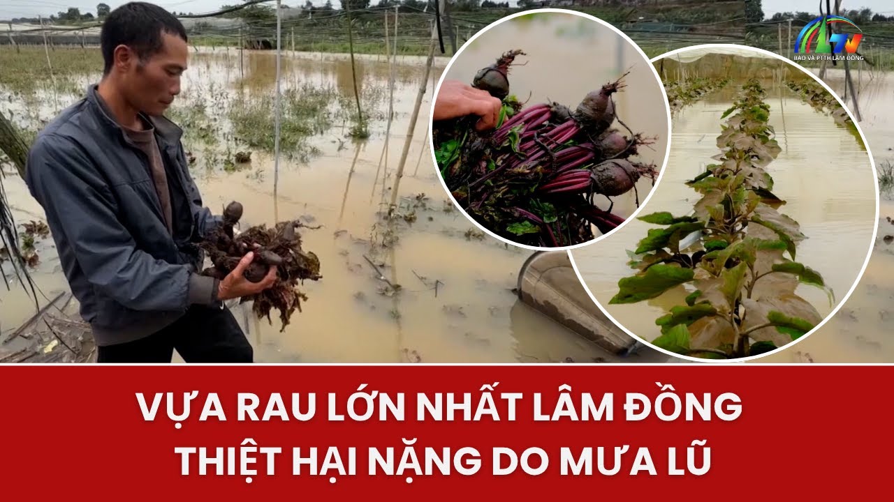 Floods cause heavy damage to Lam Dong's largest vegetable farm | Lam Dong Newspaper and Radio and...