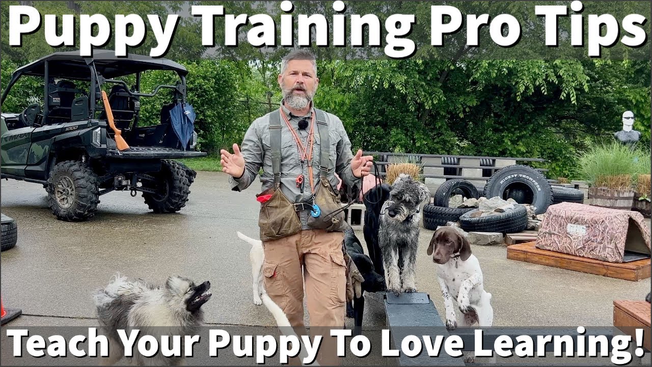 Puppy Training - Strive To Create A Love For Learning