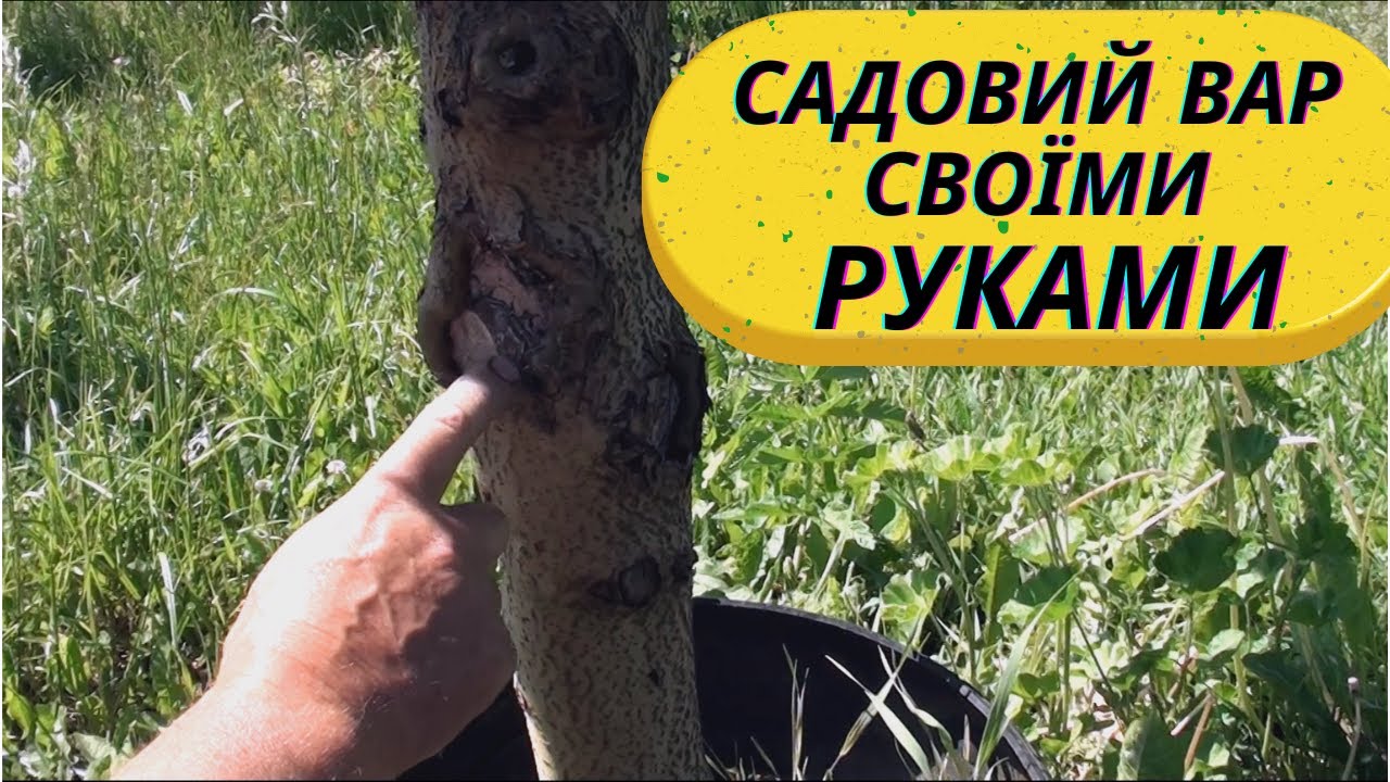 Садовий вар, лікувальна замазка для кори. Вартість копійки а результат бомбезний.