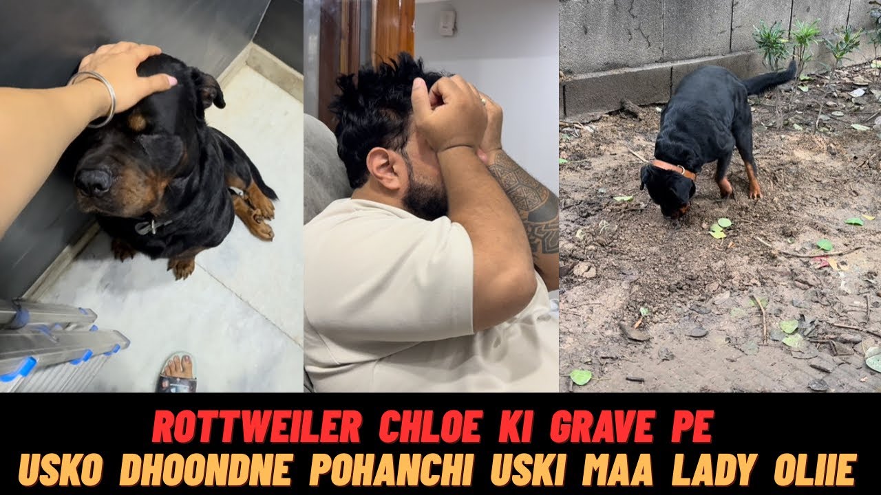 Rottweiler Chloe Ki Grave Pe Usko Dhoondhne Pohanchi Uski Maa Lady Ollie 🥹🥹