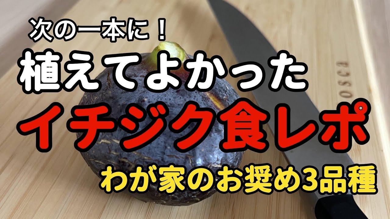 植えてよかった！イチジクわが家のお奨め3品種　バッタリアグリーン　レディグレイ　ビオレソリエス　パスティリエ#果樹栽培 #いちじく 