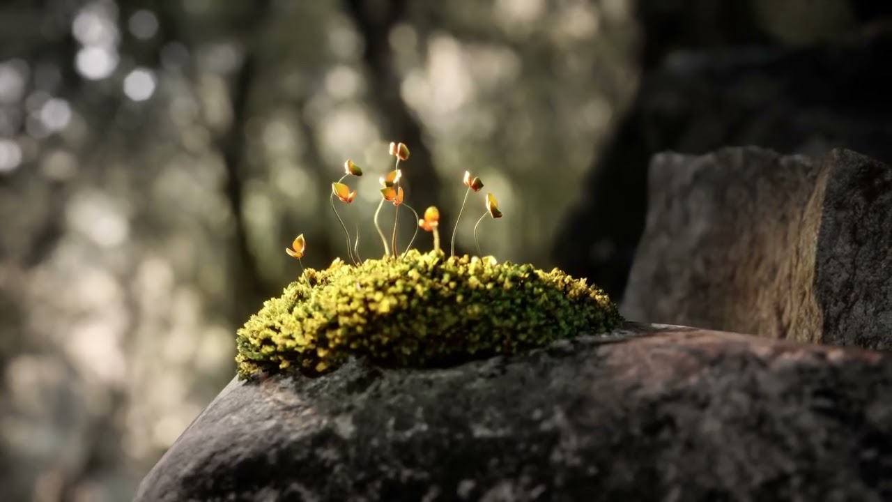 PCG Driven Animation: Growing Moss