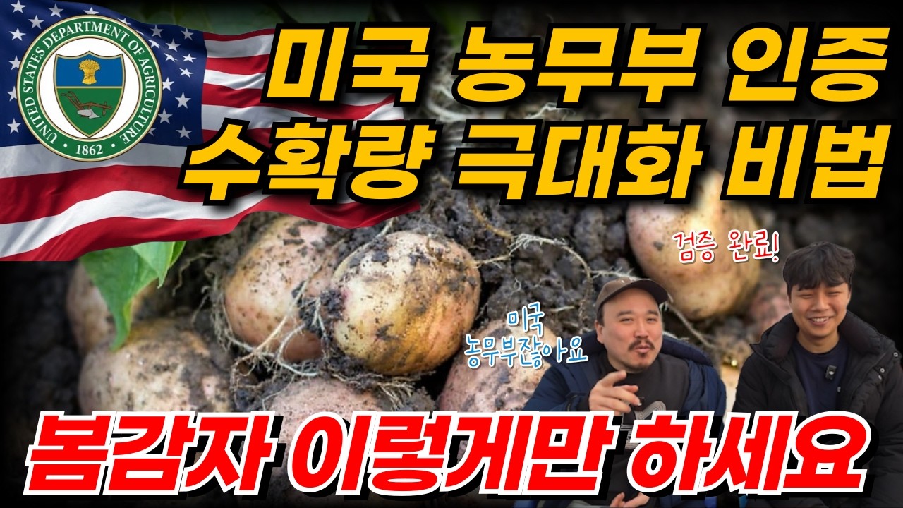 감자 농사, 이제 추비를 줘야합니다! 미국 농무부가 증명한 수확량 2배  비법 | 농업 전문가가 알려주는 감자 비료 1편