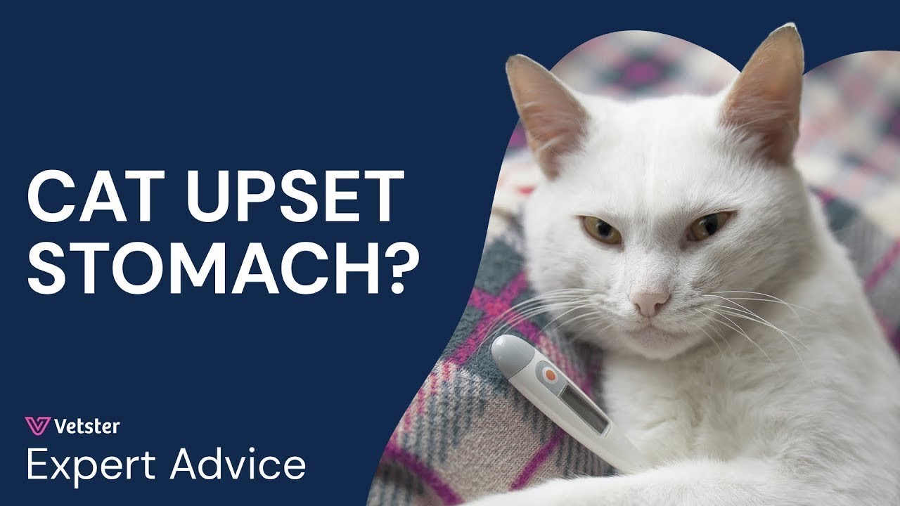 What To Give a Cat for an Upset Stomach | Why Cats Vomit and How to Help