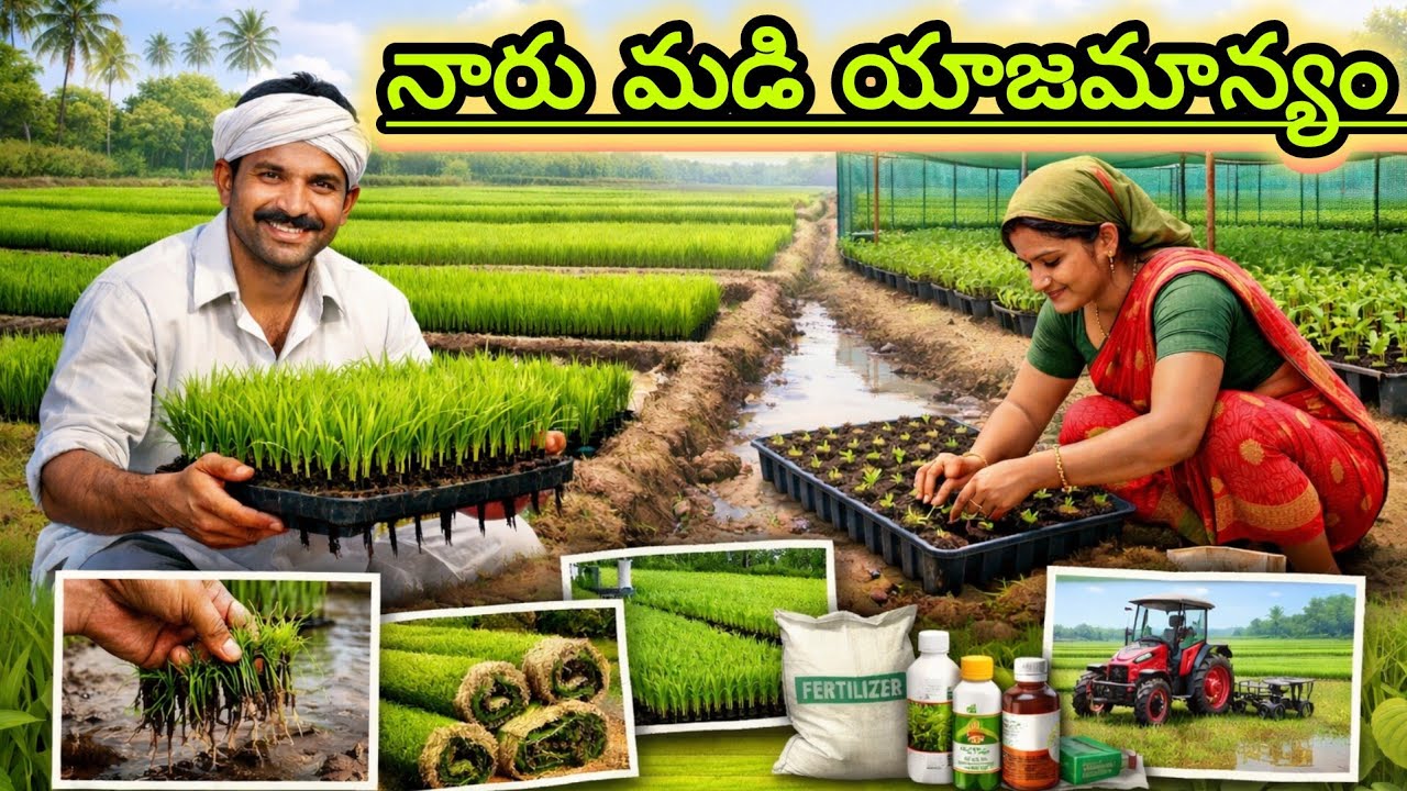 నారు మడి యాజమాన్యం (Paddy Nursery Management) | రైతు సేద్యం | Rythu Sedyam | #agriculture #videos 