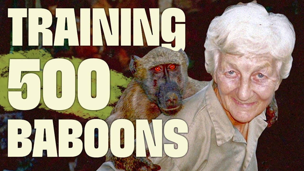 Living Among 500 Baboons | FULL DOCUMENTARY | Lady Baboon | @UltimateNatureDocs
