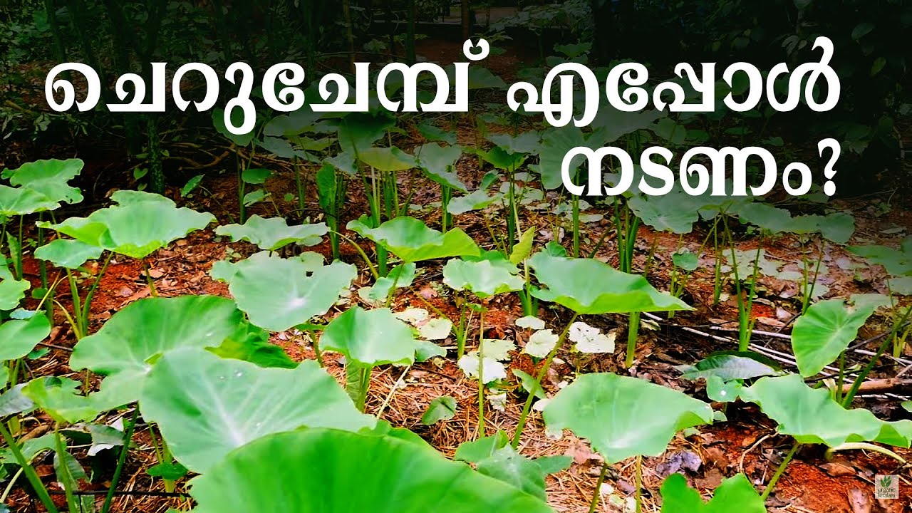 ചെറുചേമ്പു വിത്ത് ആറുമാസം ഉപയോഗിക്കാം | Colocasia farming