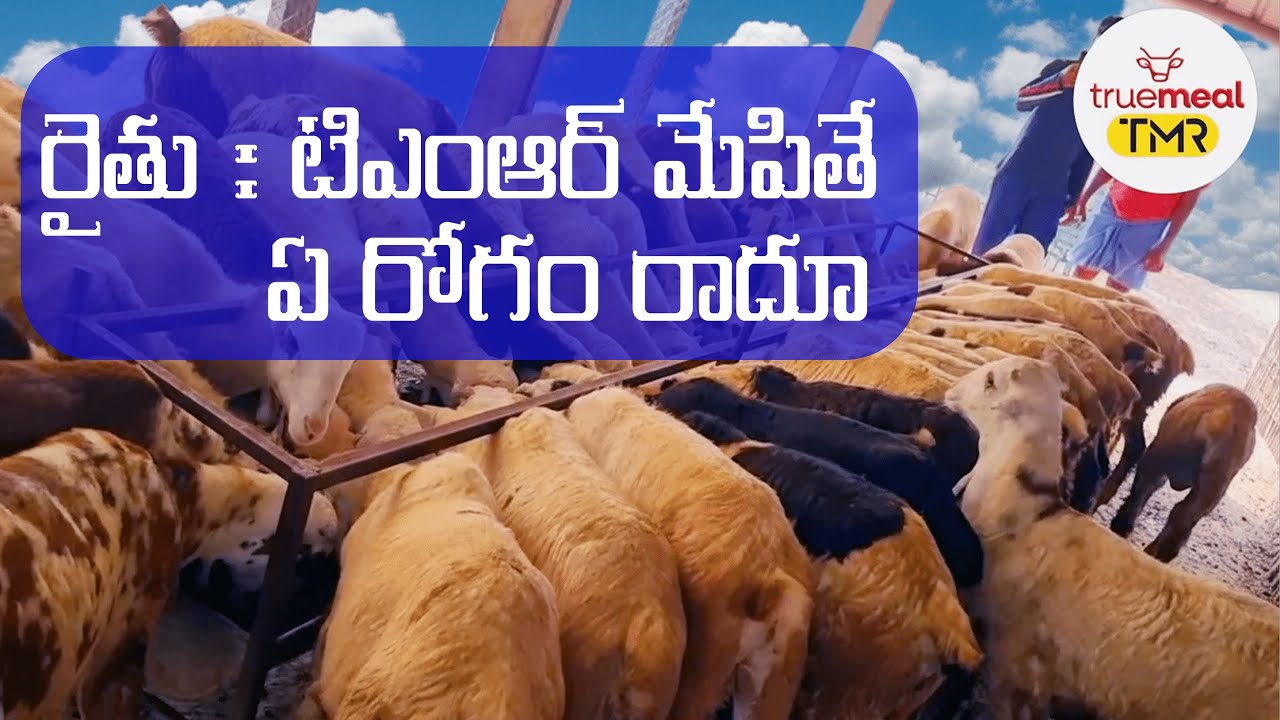 TMR మేపితే ఏ రోగం రాదూ