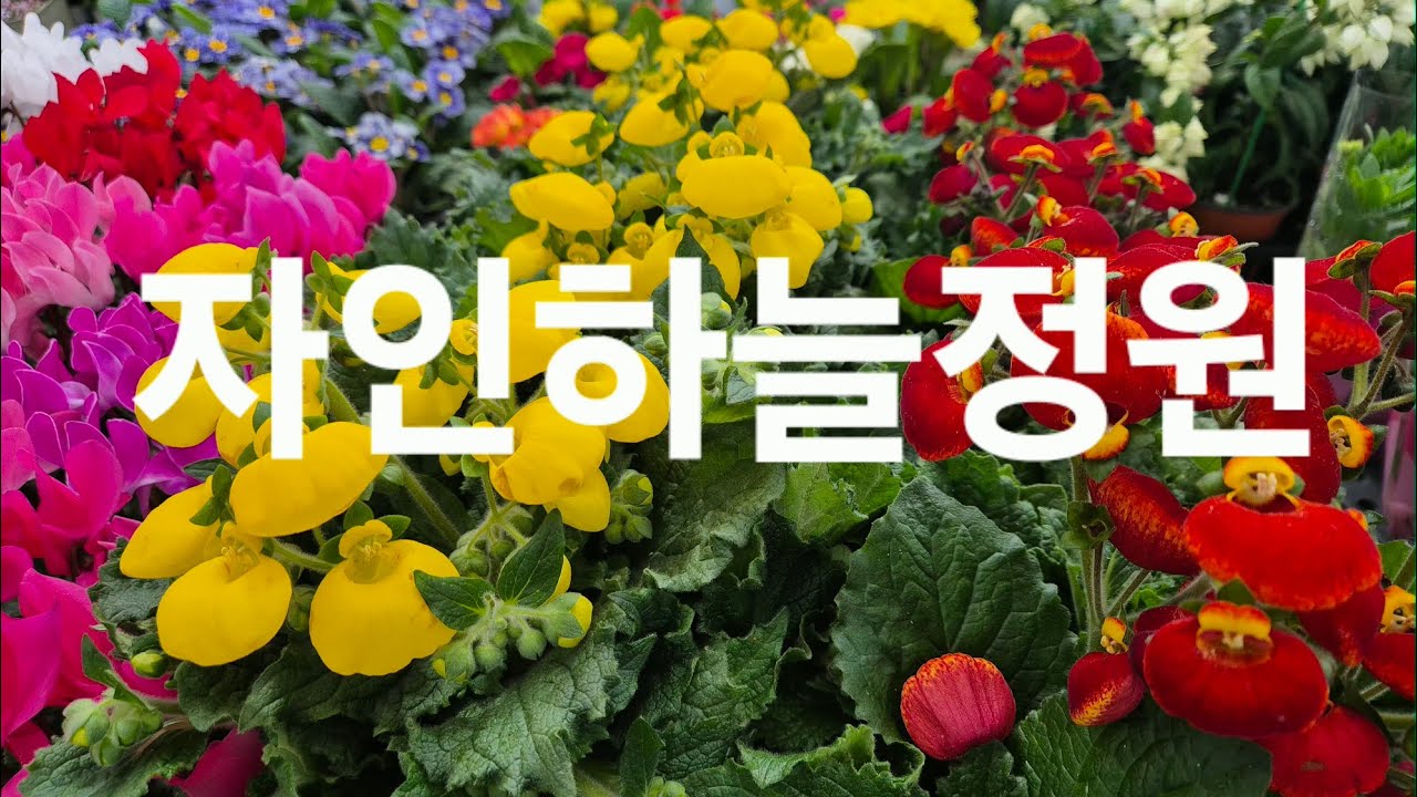2026년3월18일#자인하늘정원010-4526-6899#금화#데모루#후리지아