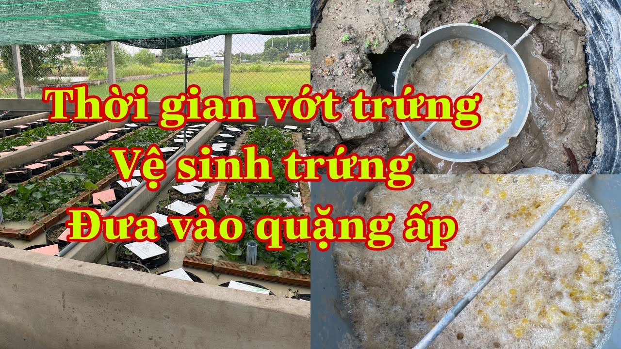 Anh Danh chia sẽ kỷ thuật và thời điểm vớt trứng lươn , vệ sinh trứng, ấp trứng