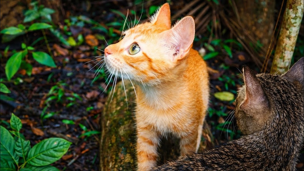 TIME LAPSE: Miko’s daily life in the countryside. Exploring & navigating the forest with Miki