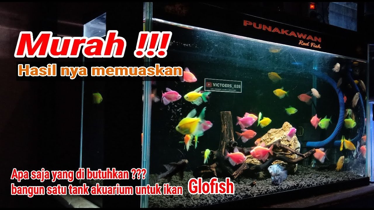 Apa saja yang di perlukan untuk bangun satu tank akuarium ikan Glofish ??