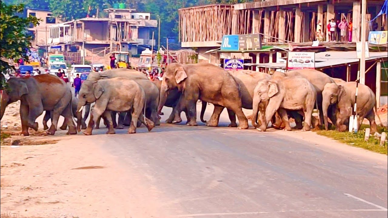 Wild Elephants Create Traffic Chaos on Numaligarh&rsquo;s National Highway 39