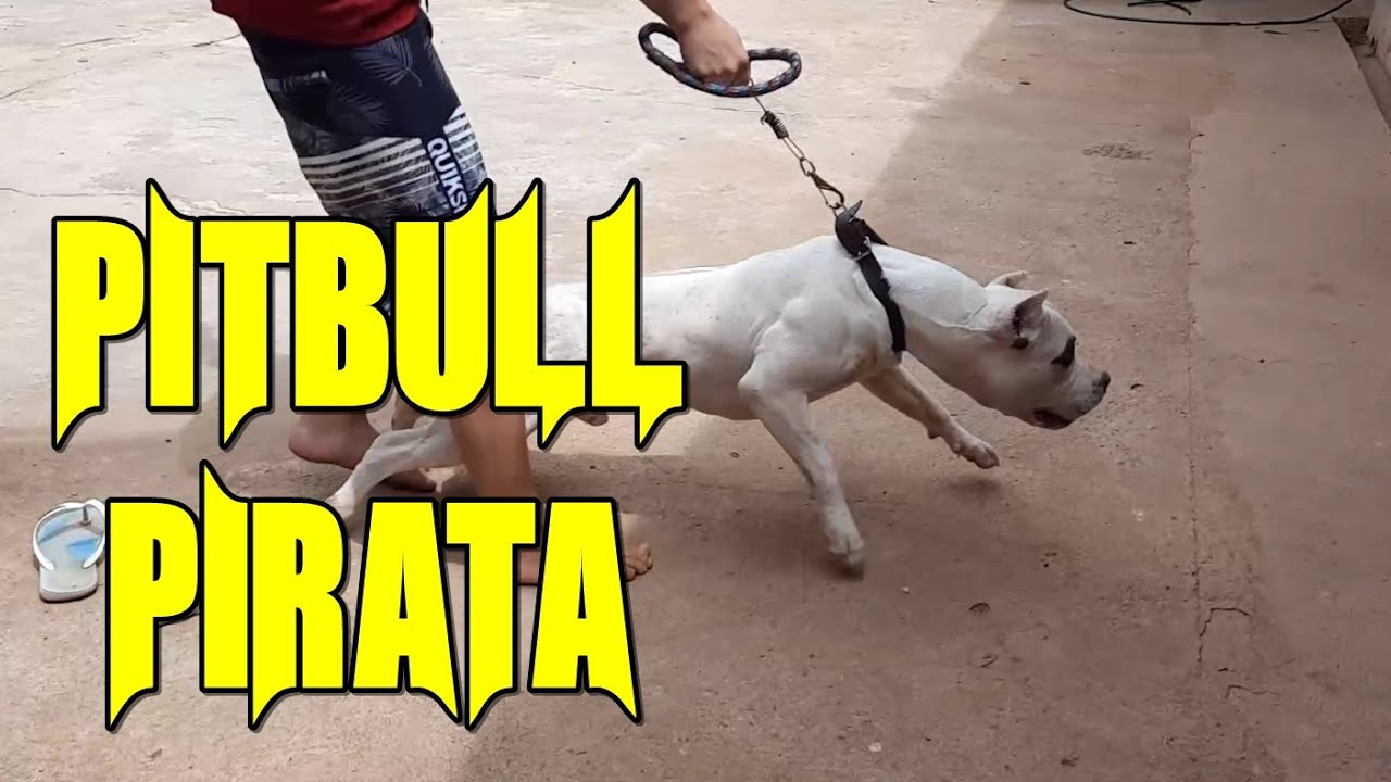 VEJA OQUE TEMOS AQUI HOJE - PITBULL PIRATA AQUI EM CASA E CONFIRA RESULTADO DOS EXAMES DO PASTOR
