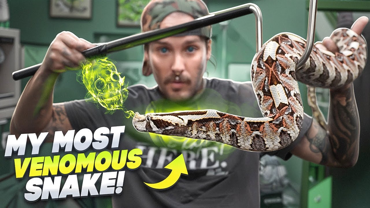 САМАЯ ЯДОВИТАЯ змея у меня!🥵