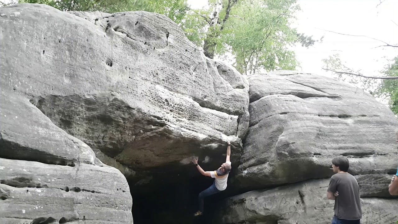 Brutus maximus - Eridge green- 8A