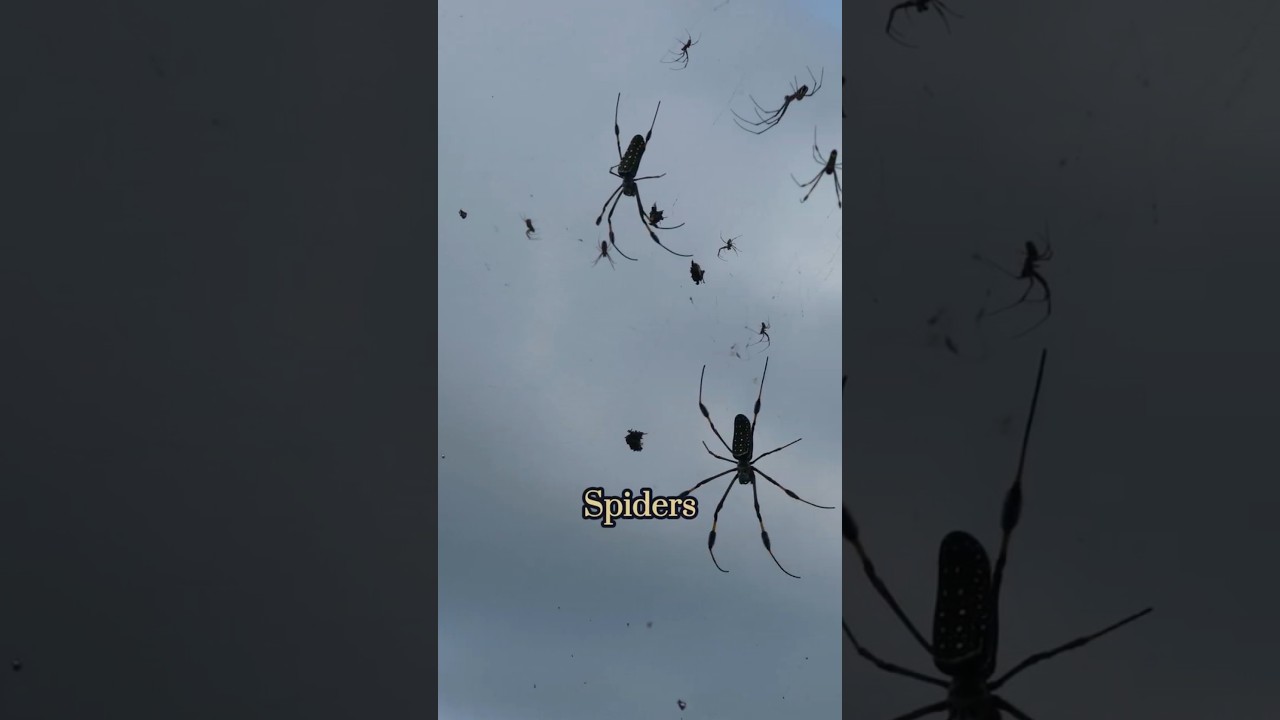 The World&rsquo;s Weirdest Rain: Spider Shower in Australia I Creepiest Rainfall