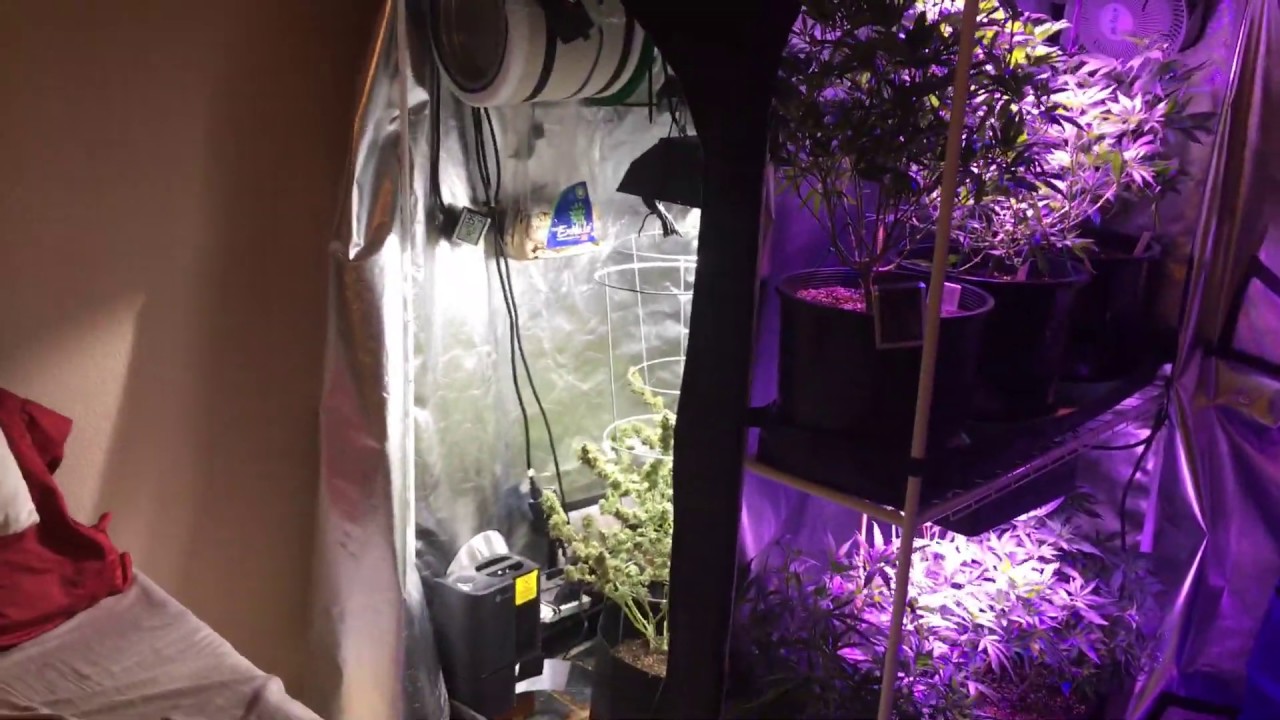 Growing Cannabis: Week 10 of flower