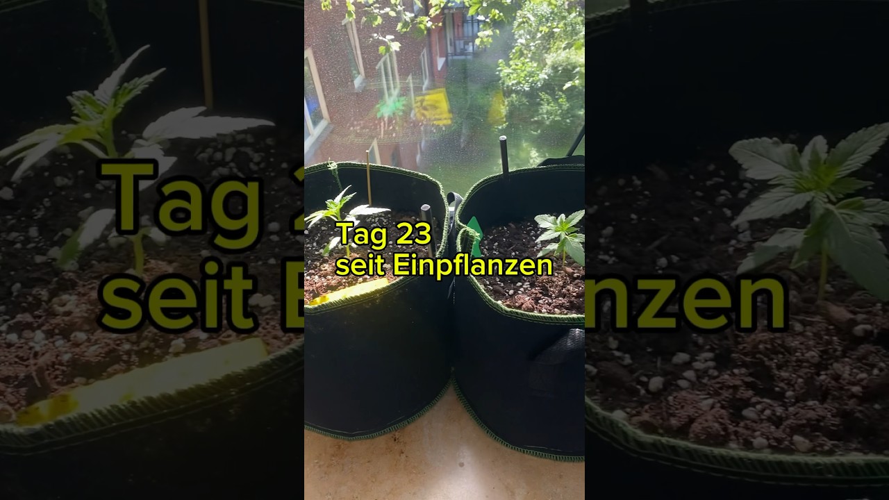 Tag 23 - Update Growbox #gardening #plants #garden #diy #growguide #growbox #growsetup