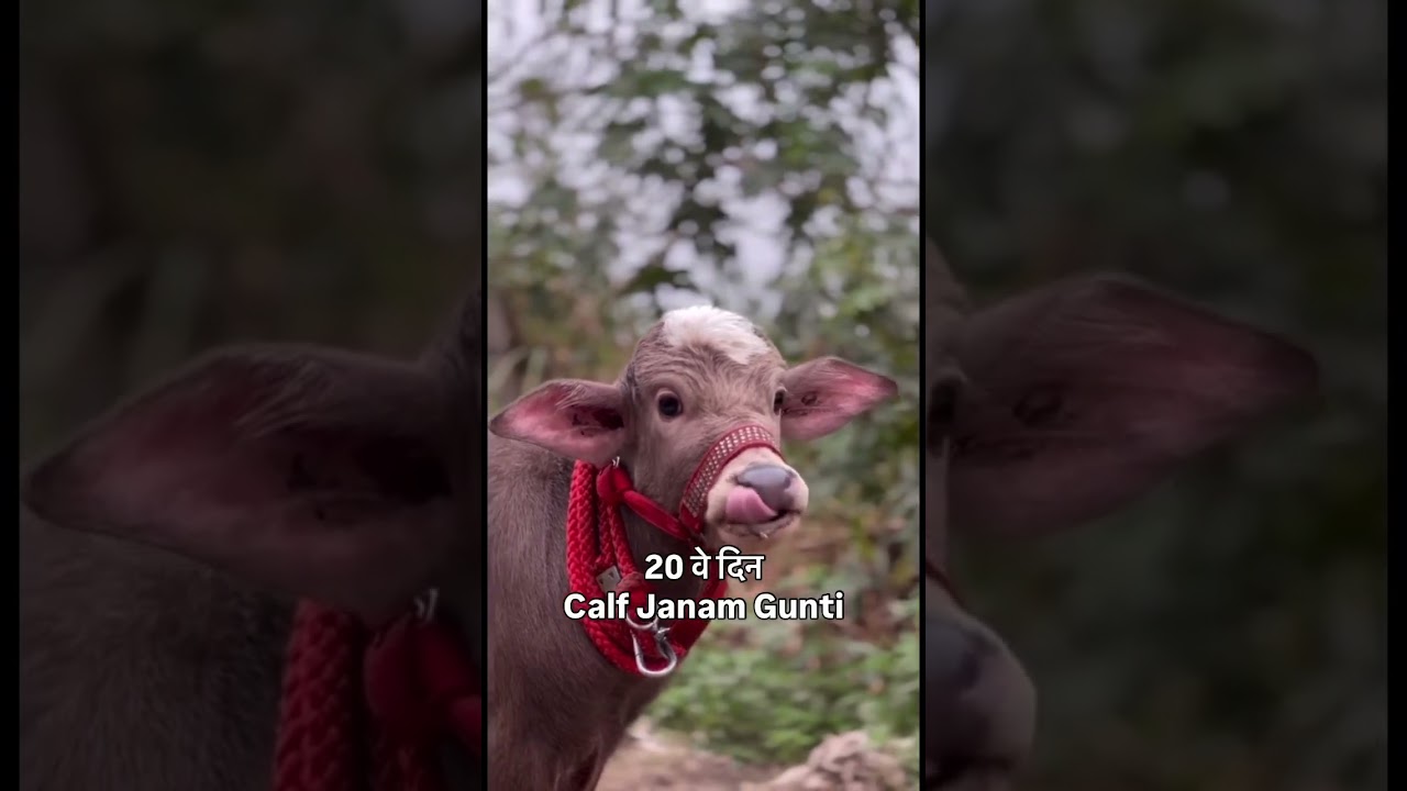 Calf janam ghutti 9992867191