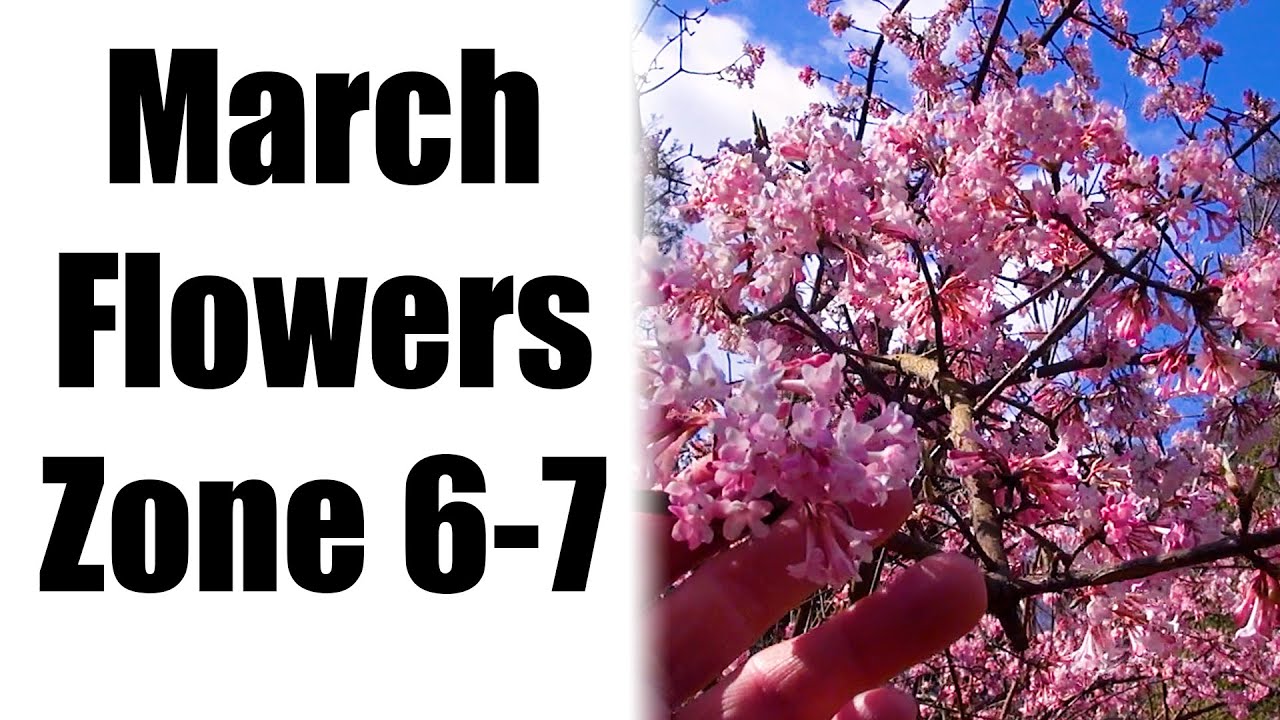 MARCH GARDEN TOUR ZONE 6 - 7 🌸🌷🌸 Bartlett Arboretum Stamford CT