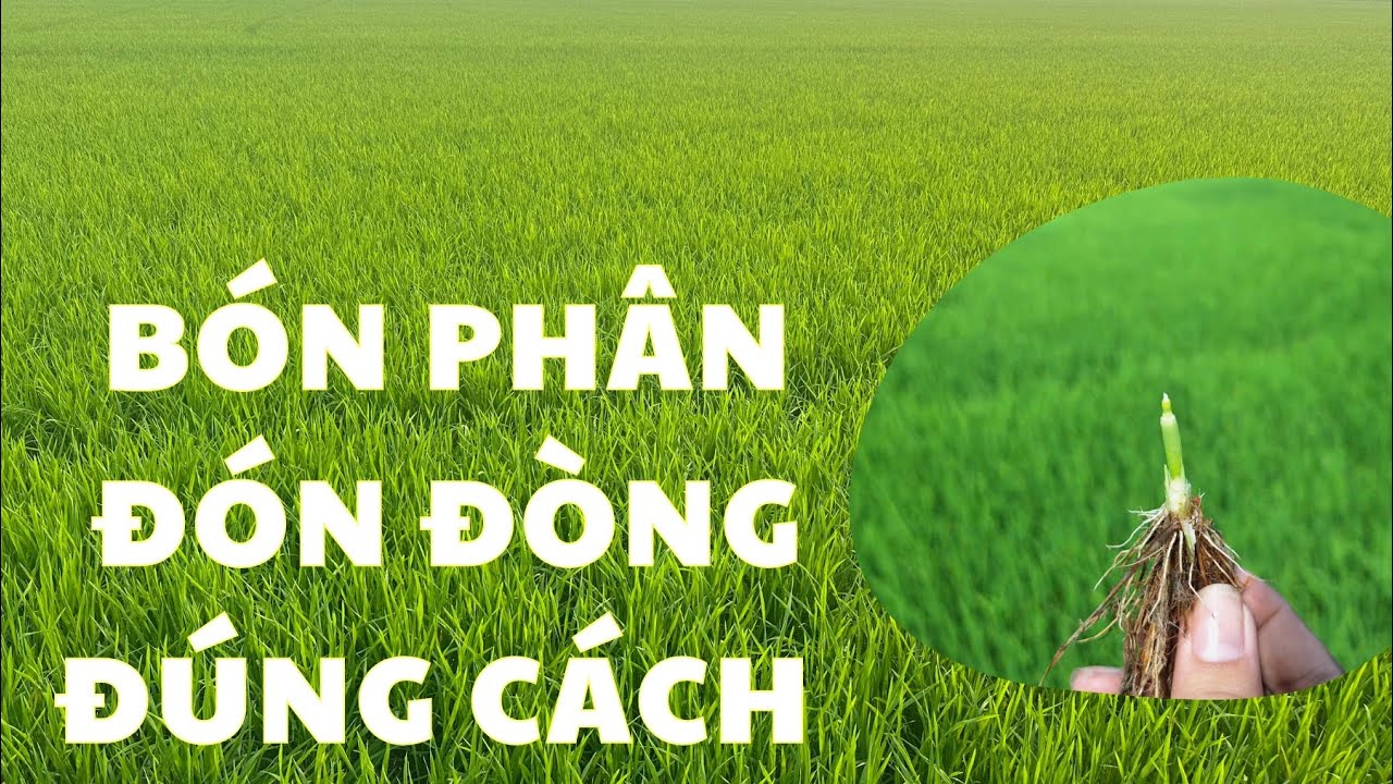 Bón phân đón đòng đúng cách giúp lúa bông to nhiều hạt tăng năng suất
