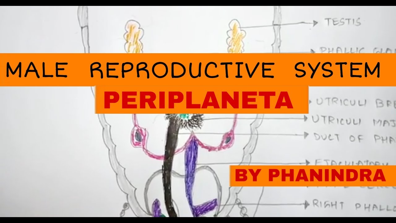 MALE REPRODUCTIVE SYSTEM OF COCKROACH || PERIPLANETA || BY PHANINDRA GUPTA