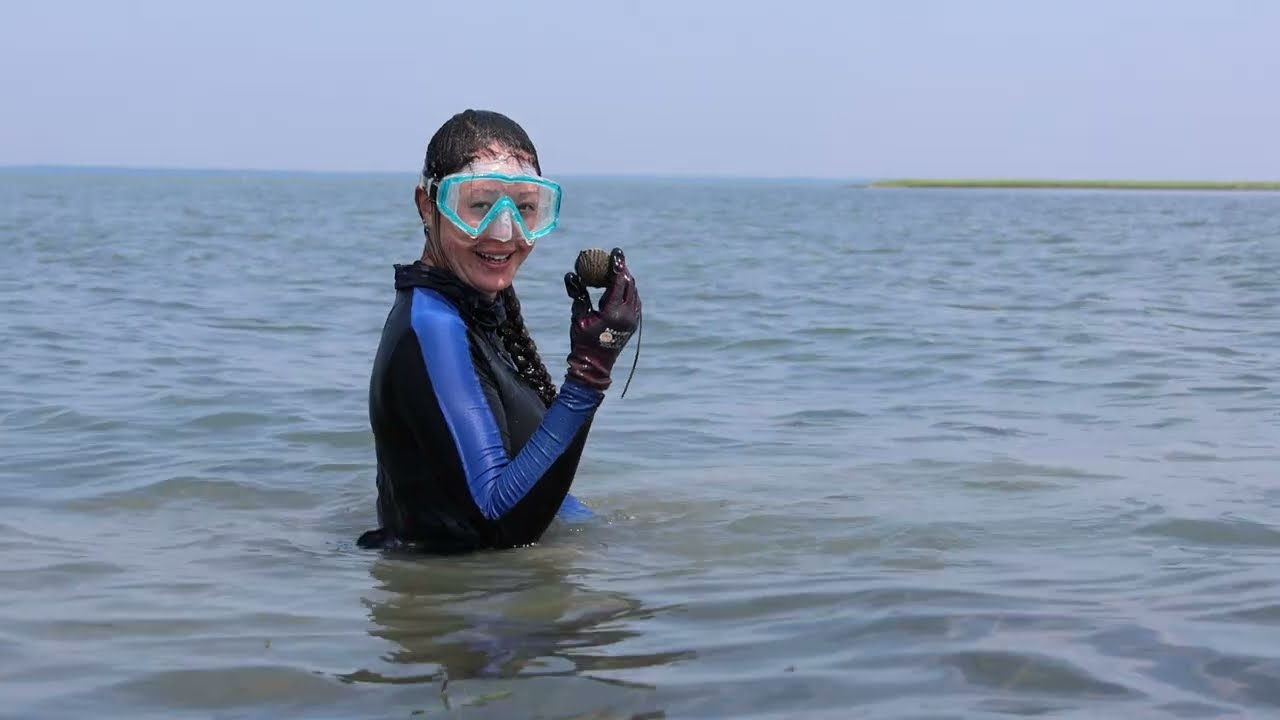 Virginia Institute of Marine Science Annual Bay Scallop Survey