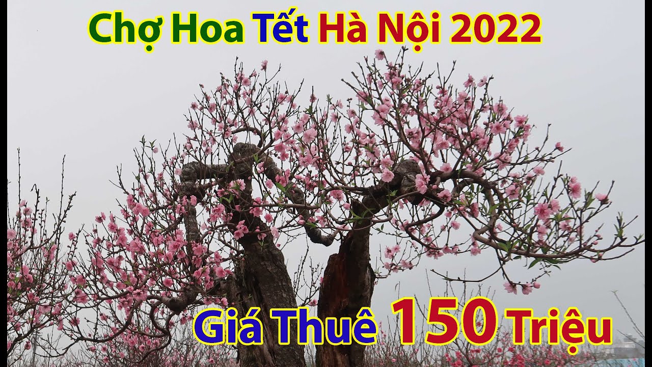 Ngất Ngây Khi Tận Mắt Nhìn Cây Đào Cổ Vân Hồ Có Giá Trên Trời  -  Chợ hoa tết hà nội 2022