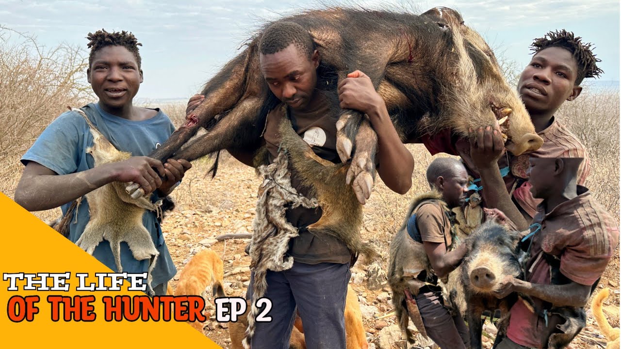 Hadzabe Tribe | Bush Pig Hunt Successful