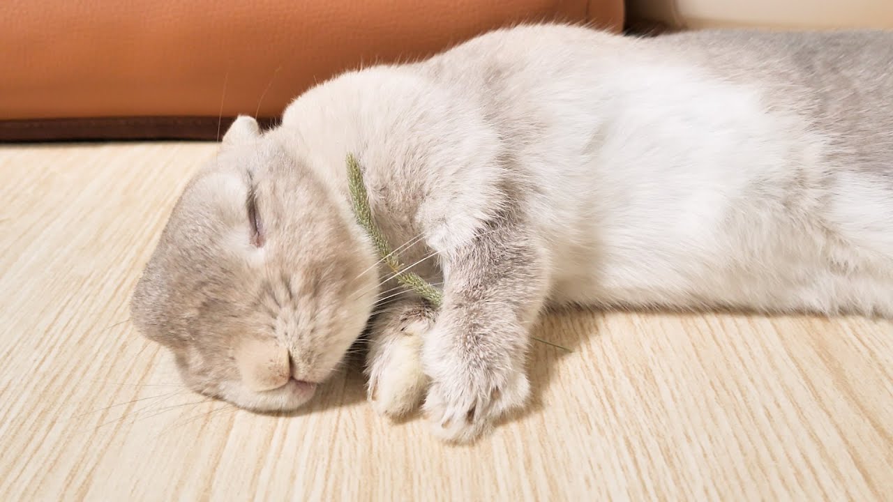 大好きな牧草の穂先をかいぬしに分けてくれたうさぎさん