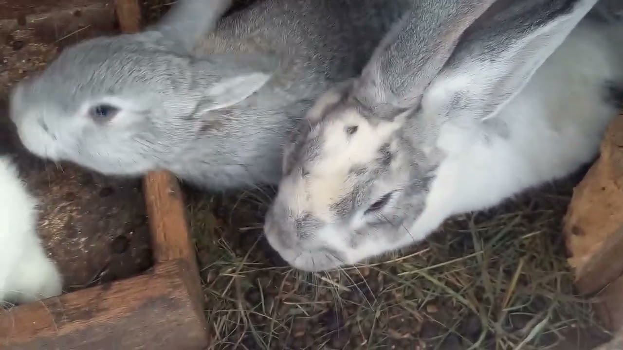 Показую кроликів🐇. Пересиляємо кроликів🐰. Даємо березові гілки .