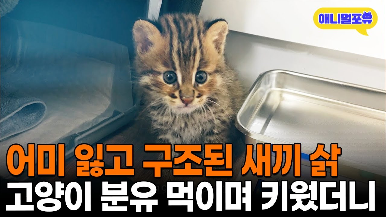 어미 잃고 구조된 야생 삵, 고양이 분유 먹이며 키웠더니 I KBS 공감 스페셜 201115 방송