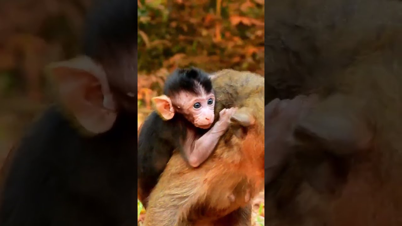 Monkey Grab In Cambodia Good All Monkeys In Khmer #404