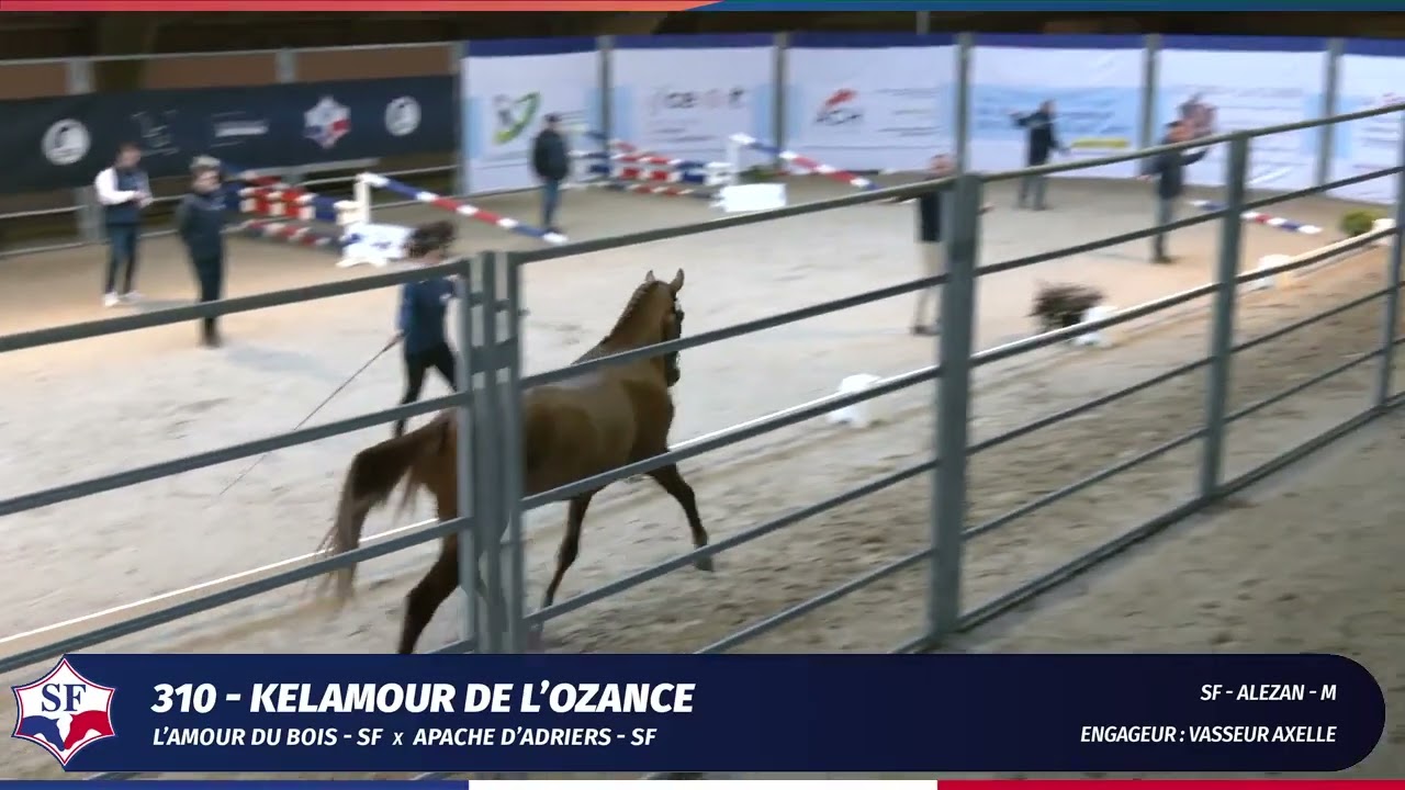 KELAMOUR DE L'OZANCE SFO (L'Amour du Bois x Apache d'Adriers) - Qualif Etalons Lamotte-Beuvron 2023