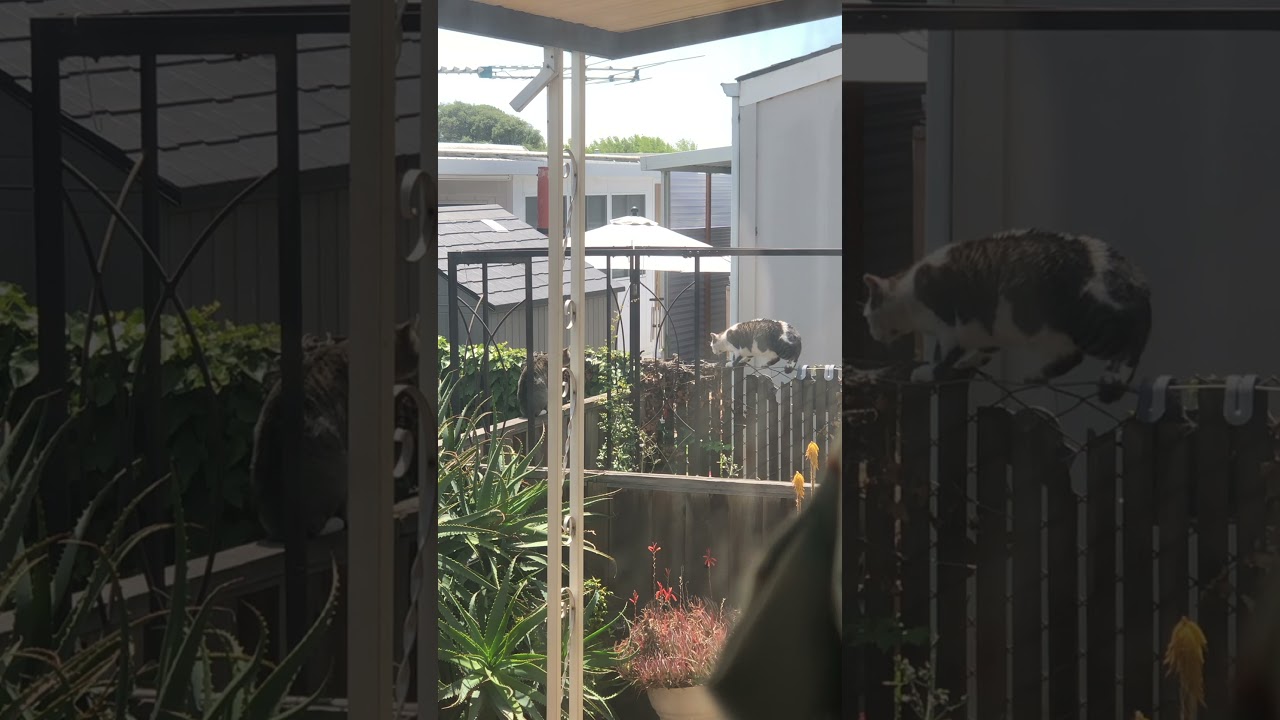 cats talking in my backyard