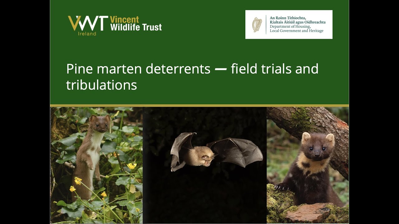 Ruth Hanniffy (Vincent Wildlife Trust): Pine marten deterrents — field trials and tribulations