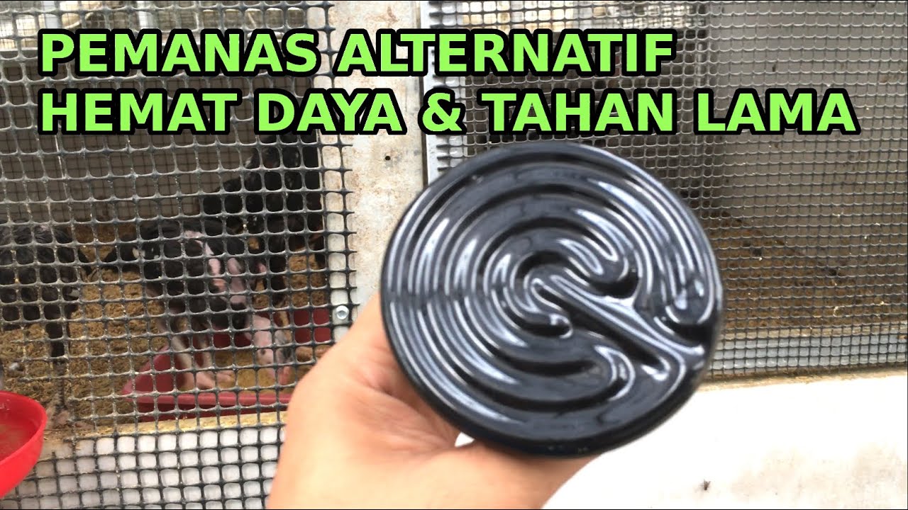 Pemanas Alternatif  Kandang Ayam Kampung yang Hemat Listrik dan tahan lama